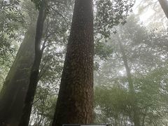 -天目山大树王景区