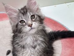 -青奢宠物·青奢猫舍