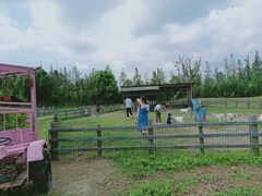 -田园东方蜜桃村的田野营地
