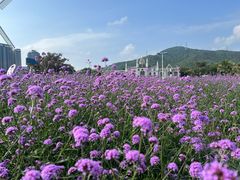 -玫瑰海岸文化旅游度假区