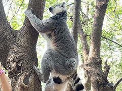 -北京野生动物园