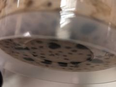 -CoCo都可(中华广场店)