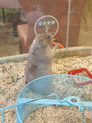 -卡通尼·Safari非洲探索乐园·生日会(金桥国际商业广场店)