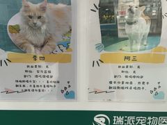 -瑞派先诺宠物医院•猫专科•普外科•中兽医(佛山院)