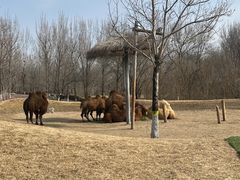 -北京野生动物园