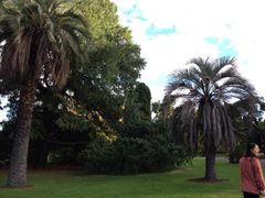 iphone_upload_pic-墨尔本皇家植物园