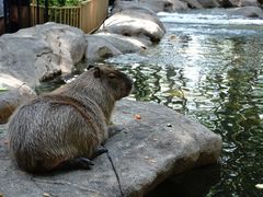 -北京野生动物园