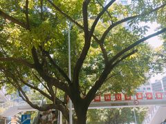 -菜园坝水果市场