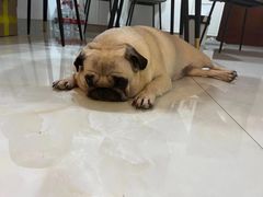 -瑞派康怡24h宠物医院·犬猫医疗中心·微创绝育(瑞景分院)