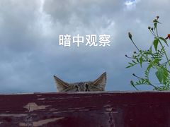 -喵屿·大理花园猫咖