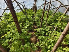 -洛阳市隋唐城遗址植物园