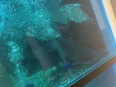 -鱼酷活鱼烤鱼(沈阳大悦城店)