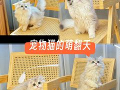 -猫十亿·布偶金渐层·曼基康矮脚猫舍(青年路店)