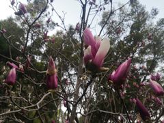 -深圳国际园林花卉博览园