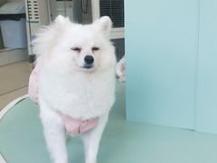 -怪兽屋·羊驼·猫咖·狗咖(俊华广场店)