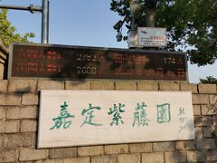 -嘉定紫藤园