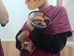 -瑞鹏宠物医院·内科·中兽医·骨科(苗圃店)