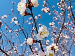 -桃花堤公园