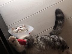 -宠福鑫康馨动物医院·骨科·眼科