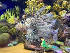 -上海海洋水族馆