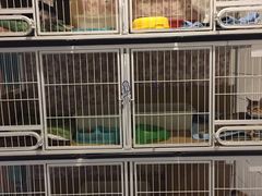 -猫色咖啡·猫咖