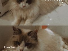 -猫爷宠物生活馆·撸猫馆