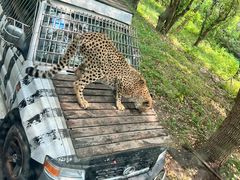 -上海野生动物园老虎餐厅