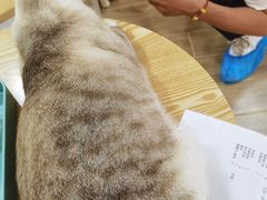 -李小姐の猫咖啡馆(五角场店)
