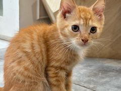 -楼上猫咖(罗湖店)