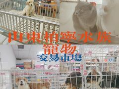 -山东柏宁水族批发广场