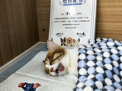 -达爱动物医院·犬猫分区·CT·复杂眼科(远洋山水分院)