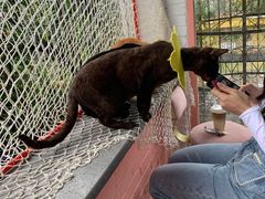 -喵屿·大理花园猫咖