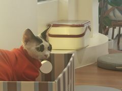 -有猫主题·治愈系猫咖(曾厝垵店)