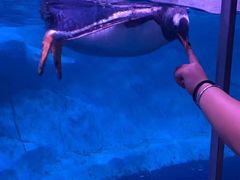 -暹罗海洋世界
