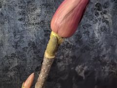 -和和小厨