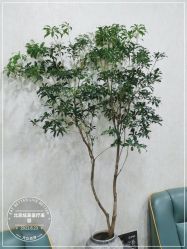 -北京炫美医疗美容
