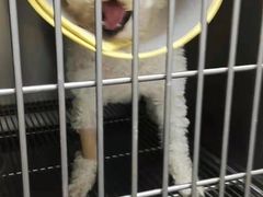 -A猫a狗全科·犬猫异宠·芥西宠物医院(南开总院)