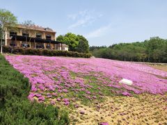 -大塘金香草谷