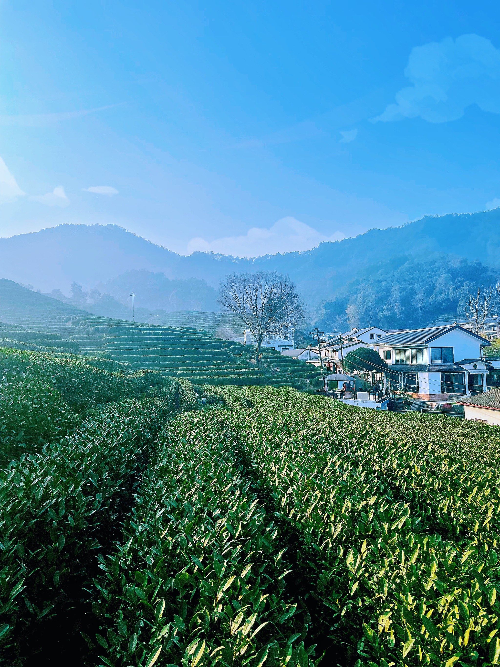 五月的龙井村真的美爆了🍃