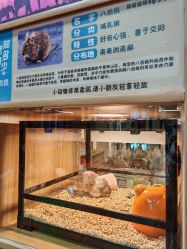 -卡通尼·Safari非洲探索乐园·生日会(金桥国际商业广场店)