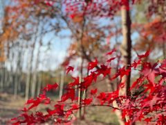 -上海共青森林公园