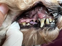 -宠福鑫康馨动物医院·骨科·眼科