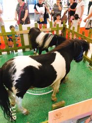 -日童仓库(恒茂梦时代广场店)