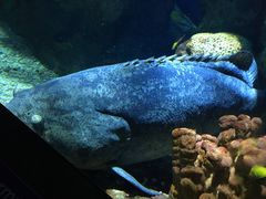 -瑞普利水族馆