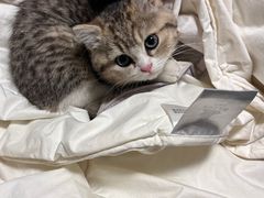 -纳吉亚猫专科动物医院·北北分院