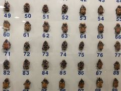 -上海大自然野生昆虫馆(东方明珠·爬宠昆虫探索中心)