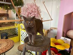 -70cat德文卷毛猫·缅因猫纯种猫舍