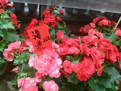 android_upload_pic-北戴河集发农业梦想王国