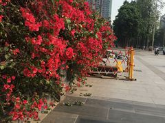 -四川大学(华西校区)