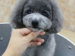 美容师修剪贵宾泰迪日系造型-诺比宠物医院心脏内科·泌尿肾内外科·骨科急重症